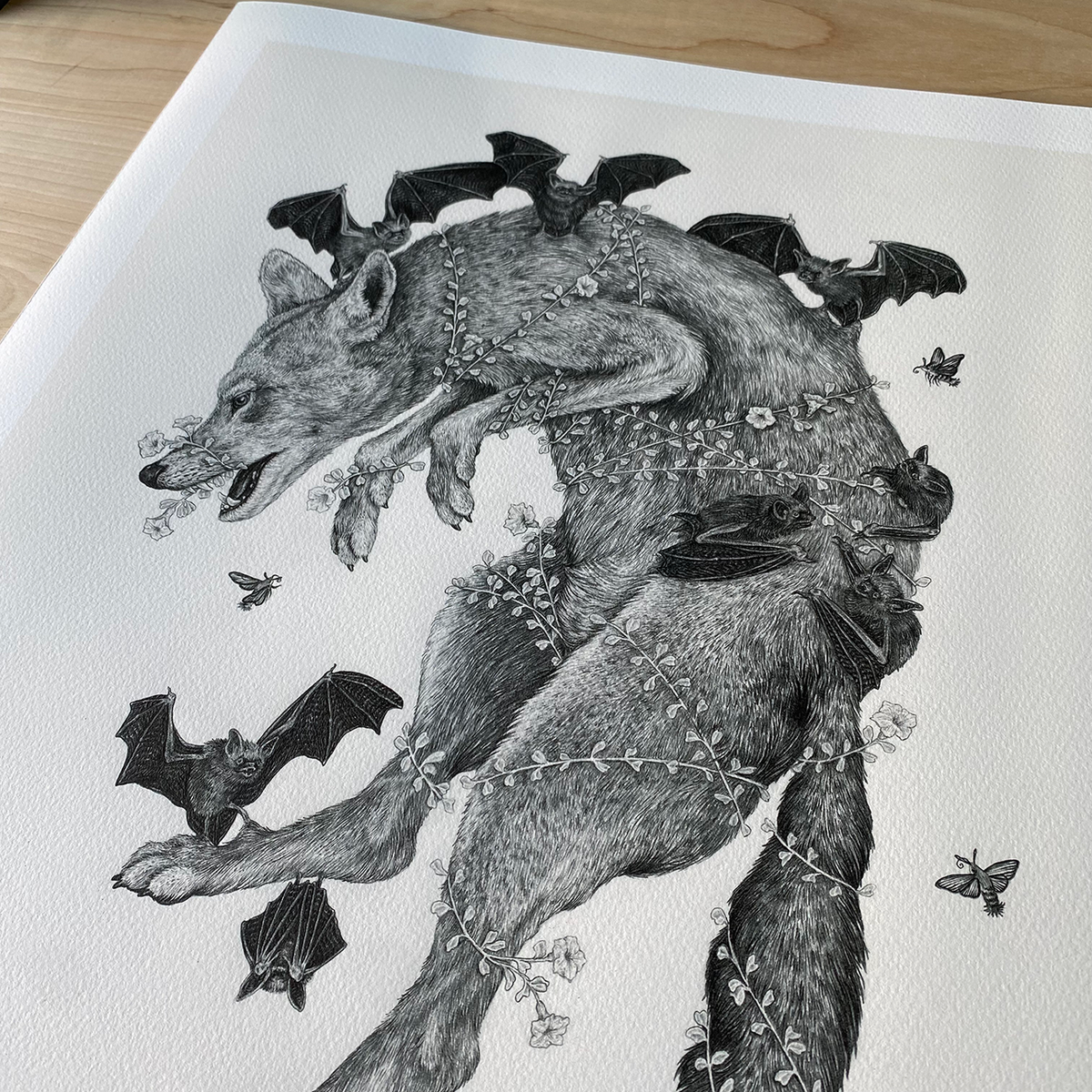 Fine Art Giclee Print, Red Wolf, Scientific Illustration