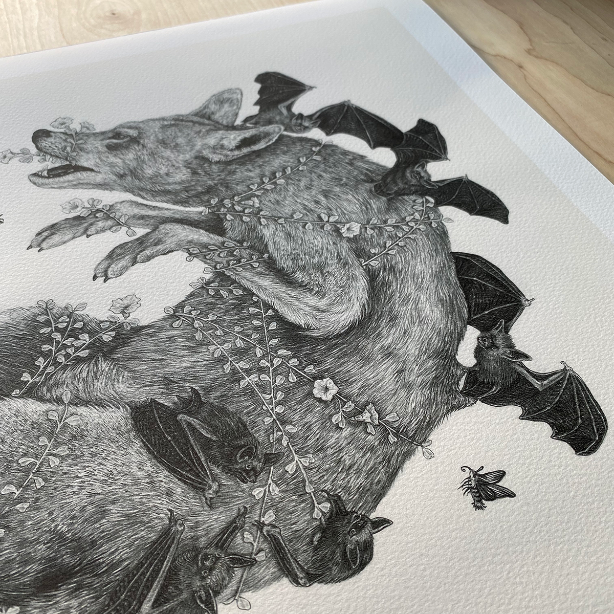 Fine Art Giclee Print, Red Wolf, Scientific Illustration