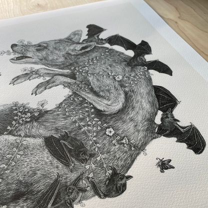 Fine Art Giclee Print, Red Wolf, Scientific Illustration