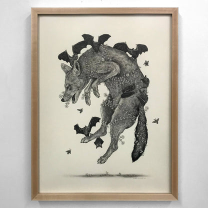 Fine Art Giclee Print, Red Wolf, Scientific Illustration