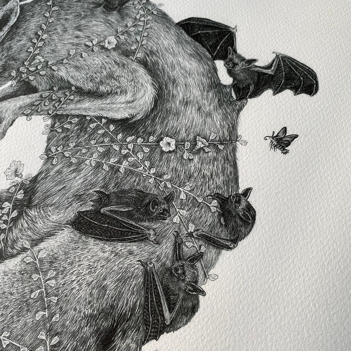 Fine Art Giclee Print, Red Wolf, Scientific Illustration