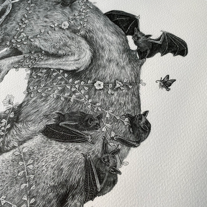 Fine Art Giclee Print, Red Wolf, Scientific Illustration
