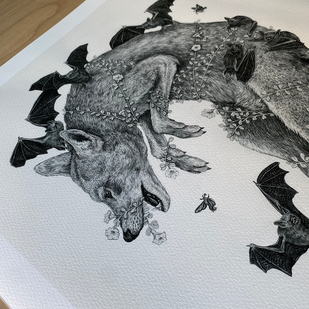 Fine Art Giclee Print, Red Wolf, Scientific Illustration