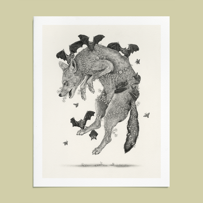 Fine Art Giclee Print, Red Wolf, Scientific Illustration