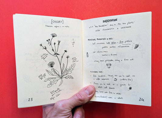 Herbs & Plants for Food & Medicine: Field Kitchen Guide Zine