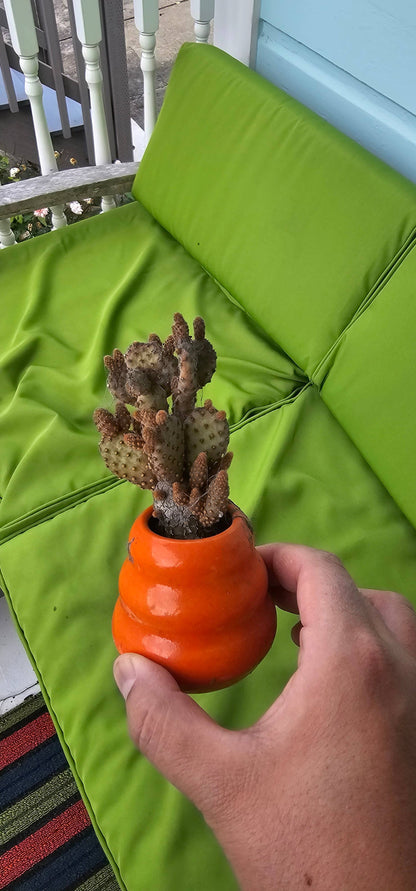 MUD WITCH MINI HOME BLIND BOX ASSORTMENT