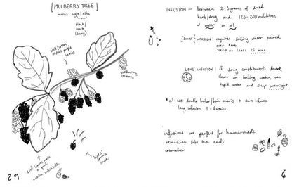 Herbs & Plants for Food & Medicine: Field Kitchen Guide Zine