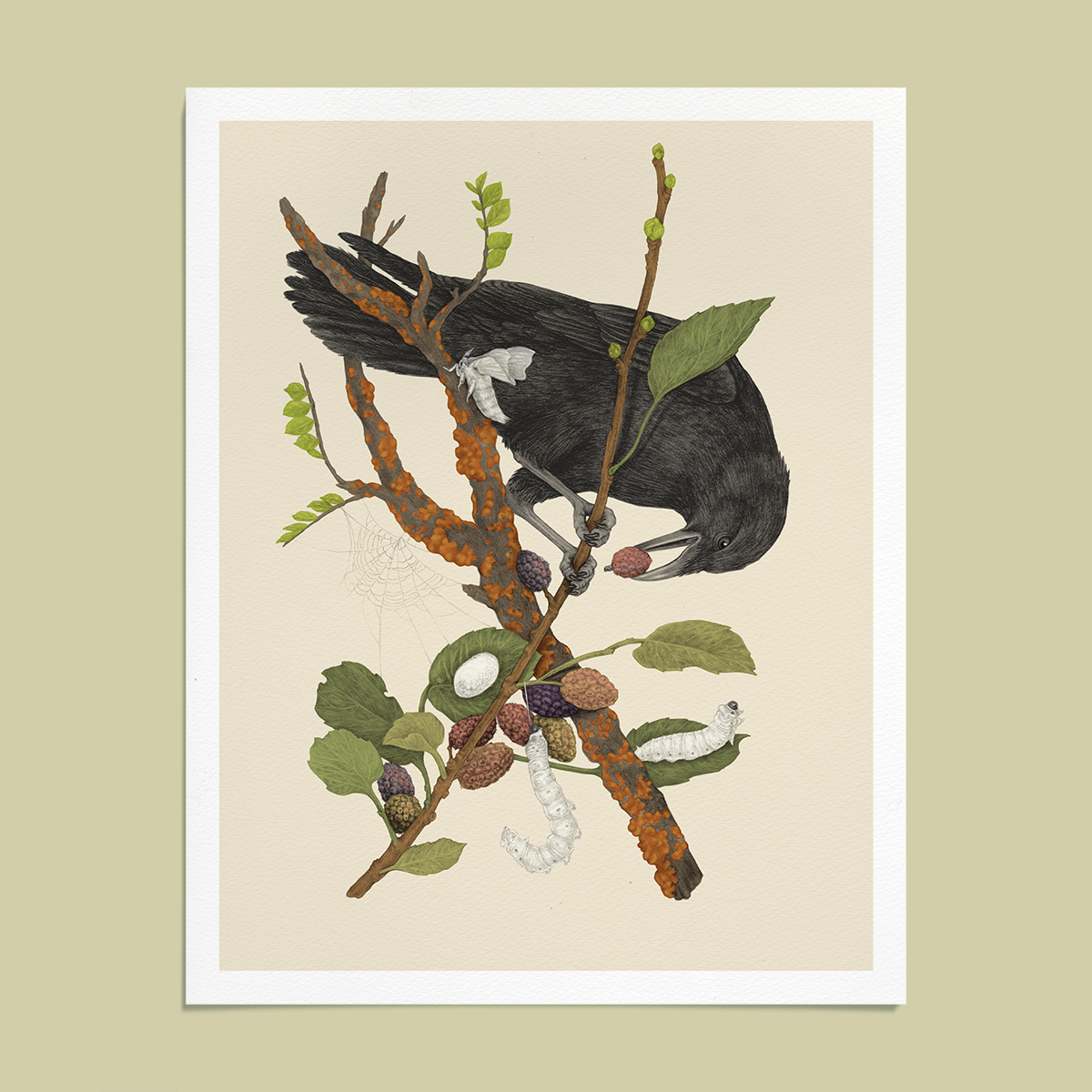 Fine Art Giclee Print Crow & Silk Moths