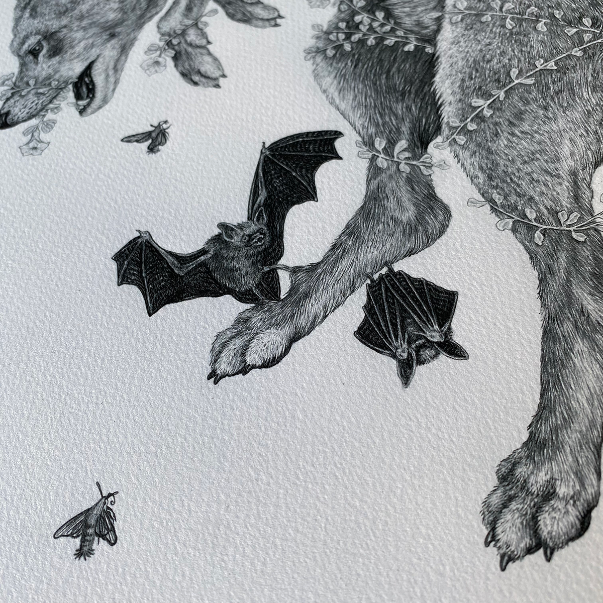 Fine Art Giclee Print, Red Wolf, Scientific Illustration