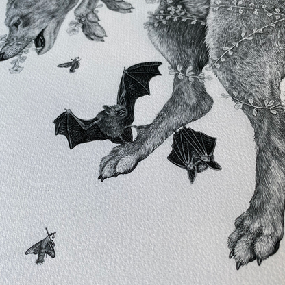 Fine Art Giclee Print, Red Wolf, Scientific Illustration